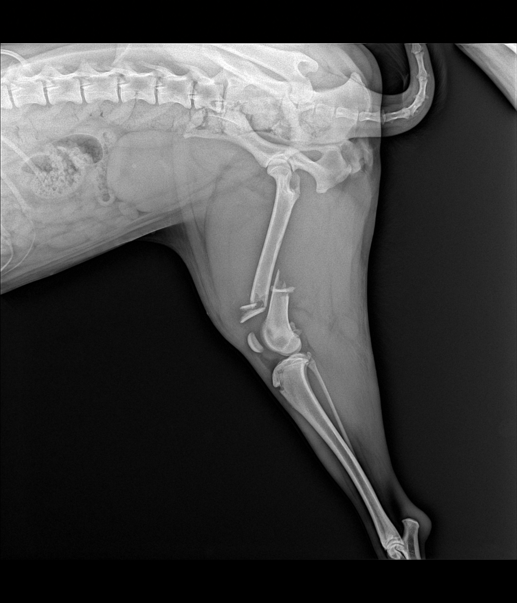 Radiografía veterinaria con una fractura visible